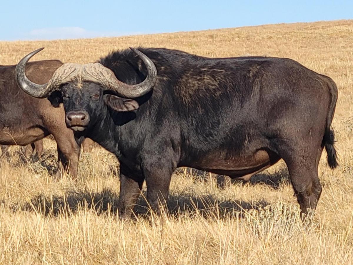 Buffalo Hills Private Game Reserve Harrismith Luaran gambar