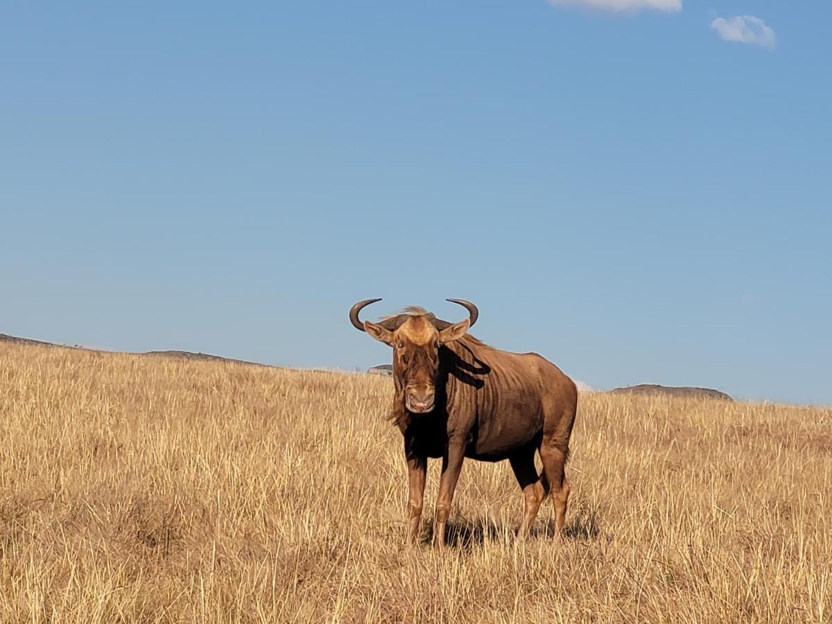 Buffalo Hills Private Game Reserve Harrismith Luaran gambar