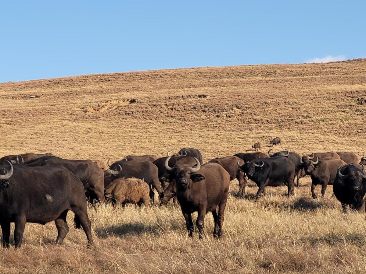 Buffalo Hills Private Game Reserve Harrismith Luaran gambar